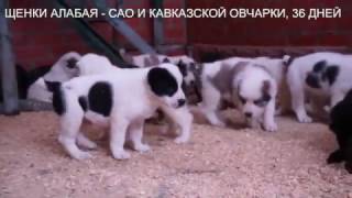 Щенки кавказской овчарки и алабая, среднеазиатской овчарки www.r-risk.ru +7 9262205603 Татьяна