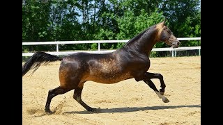Ахалтекинец