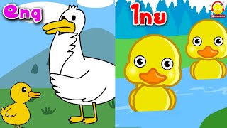 เพลงเป็ด 5 ตัว / ไทย vs ภาษาอังกฤษ