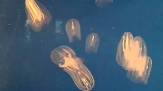 comb jellies