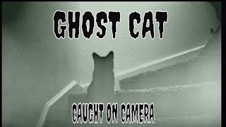 CAT GHOST CAUGHT ON CAMERA!! A MUST SEE!!