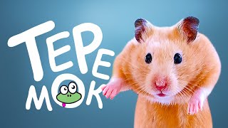 Сказка ТЕРЕМОК про ХОМЯКА ? МОРСКУЮ СВИНКУ и лесных зверей / МаусХаус