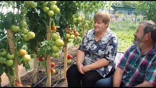 Выращивание Томатов. Советы Агронома. Урожайные Томаты: Гордость Застолья, Талица.