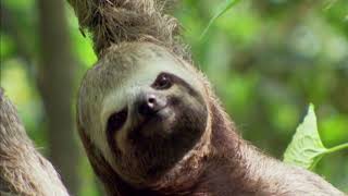 Hang Out with Sloths in the Amazon | Earth Odyssey