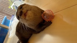 攻撃力が高すぎて逆に効率が悪くなってしまっているカワウソ Otter that are too aggressive and conversely inefficient.
