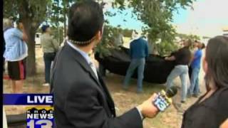 Treed bear cub darted, captured