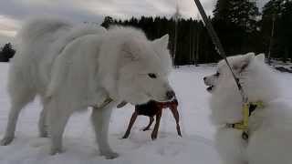 [#117] My Japanese Spitz (日本スピッツ) meets the Samoyed for the first time