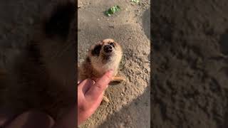 That's the Spot! Meerkat Getting Some Attention - Cincinnati Zoo #shorts