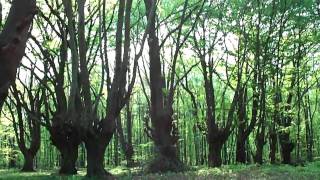 Dan Miracle - When Nature Calls (Music Video) HQ