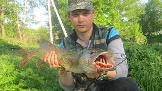 Вот это щука! На Техасскую оснастку / Pike-fishing. Texas Rig _ 3,55kg, 1,71kg