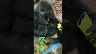 Western Lowland Gorilla Tool Use - Cincinnati Zoo #shorts