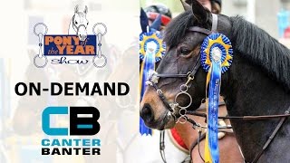 Day 3 - Young Pony - 7yo - Pony of the Year 2017 (Wrong title on video)