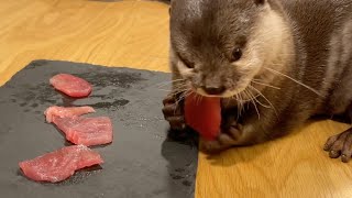 マグロを喰らい尽くすカワウソ otter that eats up tuna