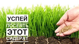 Посейте это растение сразу после томатов и вы удивитесь...