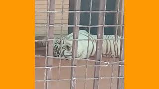 Leopard Lion and Tiger in Lahore Zoo Must Watch