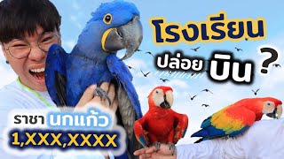 มีจริงหรอ?? โรงเรียนฝึกนกบินอิสระ
