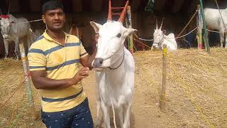 Incredible Hallikar Cow of Chakravarthy Abhinandan from HONALU,Mandaya@Basavanagudi Dhanagala jathre