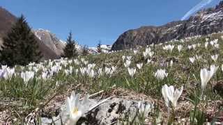 Fiori di montagna