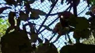 Monkeys playing in Zoo Ave