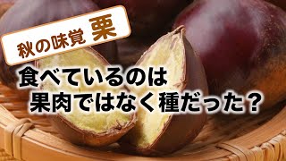 秋の味覚「栗」食べているのは果肉ではなく種だった？