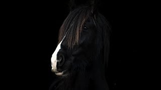 Irish Cob Tonik