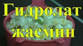 Цветочная вода (гидролат) из цветов жасмина своими руками