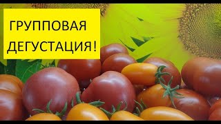 Лучшие томаты этого года! Какой томат выбрать на будущий сезон? Дегустирую сразу 20 сортов томатов!