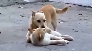 Sex Love - funny Dog and cute Cat