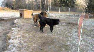Alabay playing. Kennel Gruodas