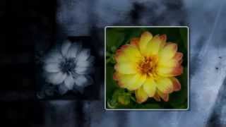 Flowers with a hint of Grunge