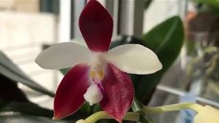 Орхидеи: Tetraspis C#1, Ph/ v. Indigo Blue x Indigo Red/aроматный,  Ph/v Borneo (1.9)