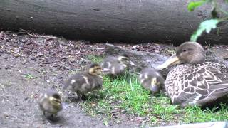 Three-day-old shoveler ducklings
