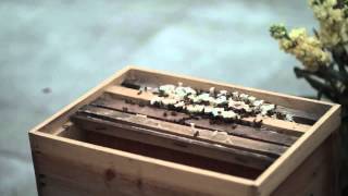 a Beautiful Story about Beekeeping in The City