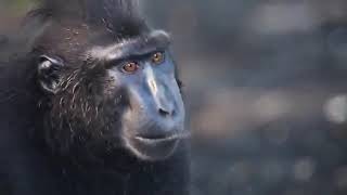 приколы  Самые смешные спаривания животных  Funniest Animals2