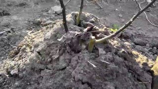 Розы. Укрытие. Обрезка.Результат перезимовки.Roses. Shelter. Trim.The result of overwintering.