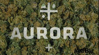 Aurora Cannabis