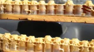 Production de la gelée royale الغذاء الملكي