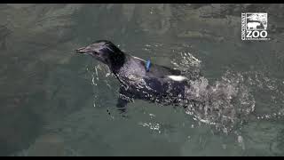 Rock Hopper Chicks 1st Swim in the Penguin Habitat - Cincinnati Zoo