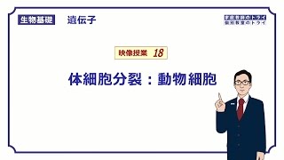 【生物基礎】　遺伝子18　体細胞分裂：動物細胞 （１５分）