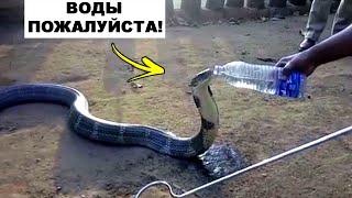 Животные, Обращаются к Людям За Помощью
