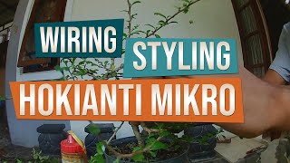 Wiring dan Pembentukan Bahan Bonsai Mame Hokianti Mikro (Carmona Mycrophylla)