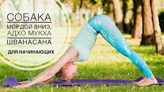 Адхо мукха шванасана или поза собаки мордой вниз для начинающих в йоге