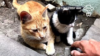 Waiting in Armenia - June 24th 2018: Big Cat Little Cat