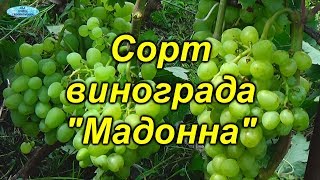 Обзор классного сорта винограда Мадонна.