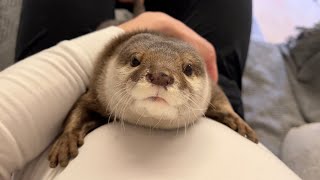 カワウソの運動量に毎日付き合う（付き合ってもらってる？）飼い主 Owner deal with the daily exercise of an otter.