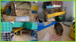 ROOM TOUR JAULA COBAYAS CYC DE 3 PISOS AGOSTO 2019 | GUINEA PIGS CAGE TOUR | LA GATA VEGANA | CUYOS