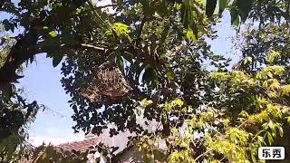 Cu gáy Chia lại hai chiến binh về đồng tháp Mười