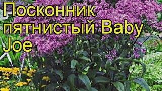 Посконник пятнистый Бэби Джо. Краткий обзор, описание характеристик eupatorium maculatum Baby Joe