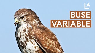 La buse variable