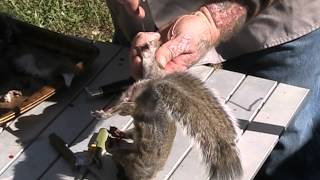 Skinning squirrels